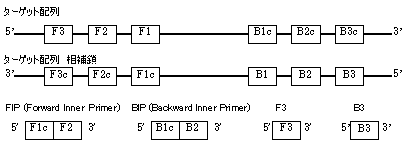 図:ターゲット配列